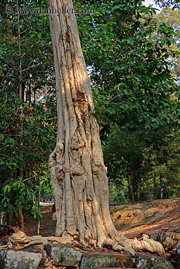 sralao-tree-1.jpg