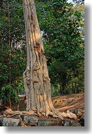 images/Asia/Cambodia/Scenics/Trees/sralao-tree-1.jpg