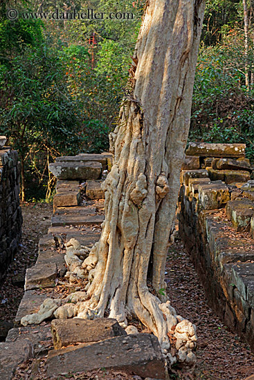 sralao-tree-2.jpg