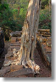 images/Asia/Cambodia/Scenics/Trees/sralao-tree-2.jpg