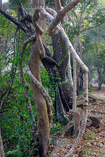 tangled-branches.jpg