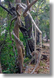 images/Asia/Cambodia/Scenics/Trees/tangled-branches.jpg