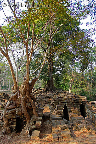 tree-growing-over-ruins-1.jpg