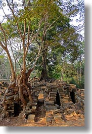 images/Asia/Cambodia/Scenics/Trees/tree-growing-over-ruins-1.jpg