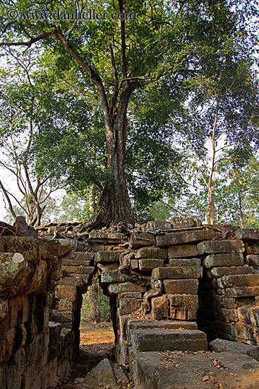 tree-growing-over-ruins-2.jpg