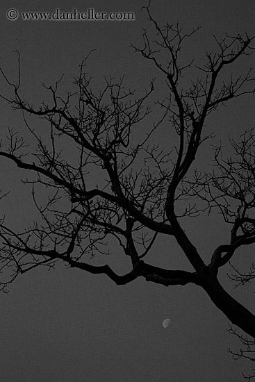 tree-n-moon-bw.jpg