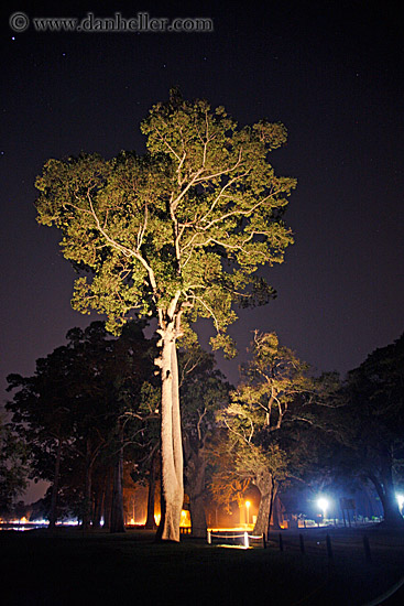 tree-underlighting.jpg