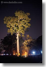 images/Asia/Cambodia/Scenics/Trees/tree-underlighting.jpg
