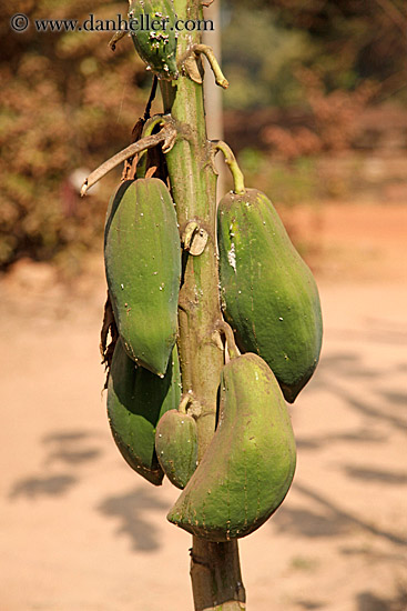 unknown-fruit.jpg