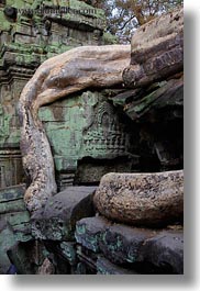 apsara, asia, bas reliefs, cambodia, roots, ta promh, trees, vertical, photograph
