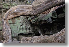 apsara, asia, bas reliefs, cambodia, horizontal, roots, ta promh, trees, photograph