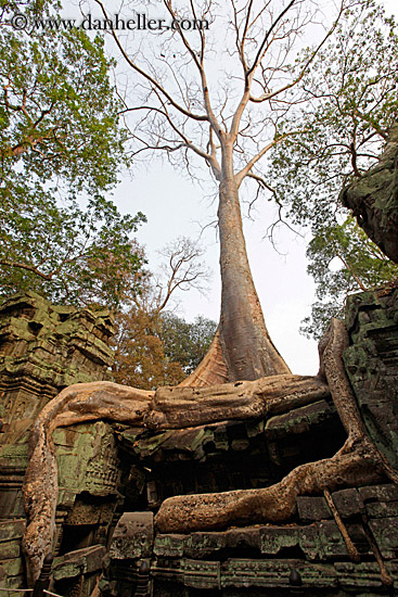 apsara-bas_relief-n-tree-roots-03.jpg