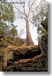images/Asia/Cambodia/TaPromh/BasRelief/apsara-bas_relief-n-tree-roots-03.jpg