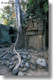 images/Asia/Cambodia/TaPromh/Roots/fin-root-on-ruins-3.jpg
