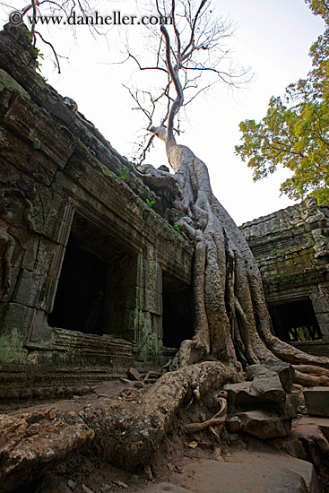 tree-roots-draping-doorway-01.jpg