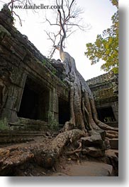 images/Asia/Cambodia/TaPromh/Roots/tree-roots-draping-doorway-01.jpg