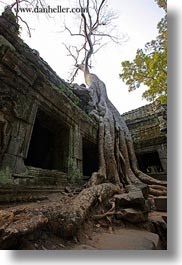 asia, cambodia, doorways, draping, roots, ta promh, trees, vertical, photograph