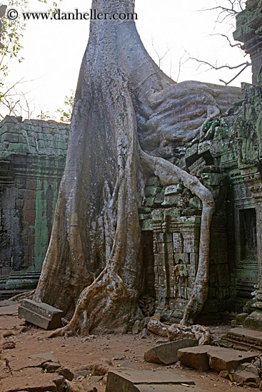 tree-roots-draping-doorway-02.jpg