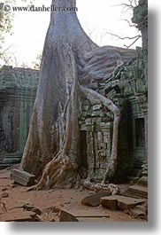 asia, cambodia, doorways, draping, roots, ta promh, trees, vertical, photograph