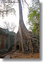 asia, cambodia, doorways, draping, roots, ta promh, trees, vertical, photograph