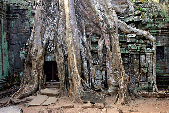 tree-roots-draping-doorway-04.jpg