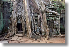 asia, cambodia, doorways, draping, horizontal, roots, ta promh, trees, photograph