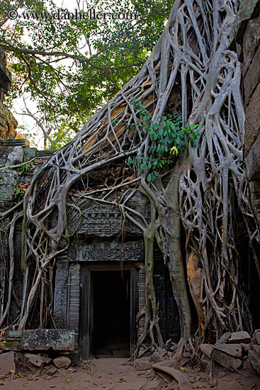 tree-roots-draping-doorway-06.jpg