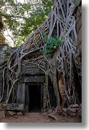 asia, cambodia, doorways, draping, roots, ta promh, trees, vertical, photograph