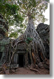 images/Asia/Cambodia/TaPromh/Roots/tree-roots-draping-doorway-08.jpg