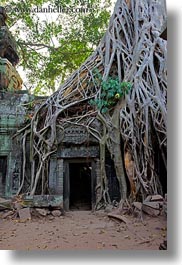 images/Asia/Cambodia/TaPromh/Roots/tree-roots-draping-doorway-10.jpg