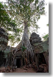 images/Asia/Cambodia/TaPromh/Roots/tree-roots-draping-doorway-11.jpg