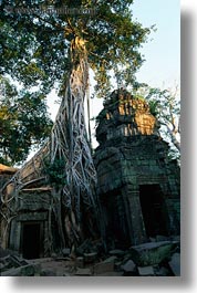 asia, cambodia, doorways, draping, roots, ta promh, trees, vertical, photograph