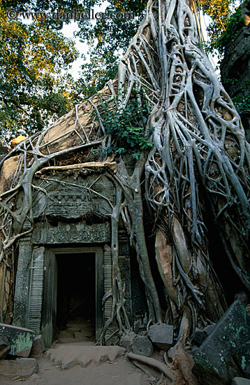 tree-roots-draping-doorway-14.jpg