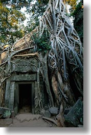 images/Asia/Cambodia/TaPromh/Roots/tree-roots-draping-doorway-14.jpg