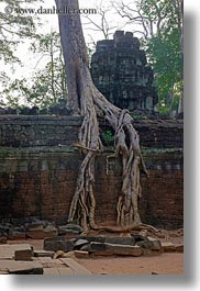 images/Asia/Cambodia/TaPromh/Roots/tree-roots-draping-wall-01.jpg