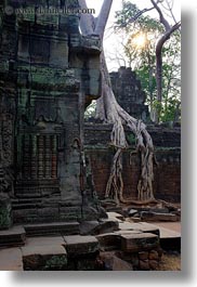 asia, cambodia, draping, roots, ta promh, trees, vertical, walls, photograph