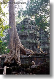images/Asia/Cambodia/TaPromh/Roots/tree-roots-draping-wall-03.jpg