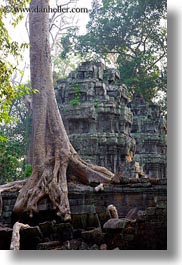 asia, cambodia, draping, roots, ta promh, trees, vertical, walls, photograph