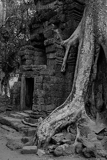 tree-roots-draping-wall-04-bw.jpg