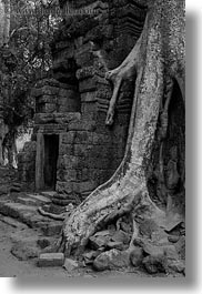 asia, black and white, cambodia, draping, roots, ta promh, trees, vertical, walls, photograph