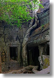 images/Asia/Cambodia/TaPromh/Roots/tree-roots-draping-wall-05.jpg