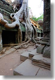 asia, cambodia, draping, roots, ta promh, trees, vertical, walls, photograph