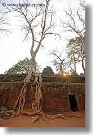 images/Asia/Cambodia/TaPromh/Roots/tree-roots-draping-wall-07.jpg