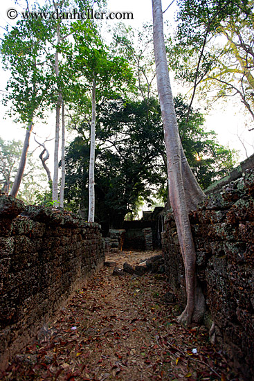 tree-roots-draping-wall-08.jpg