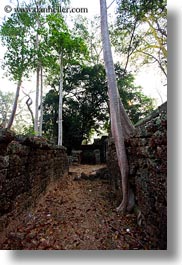 images/Asia/Cambodia/TaPromh/Roots/tree-roots-draping-wall-08.jpg