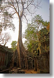 images/Asia/Cambodia/TaPromh/Roots/tree-roots-draping-wall-09.jpg