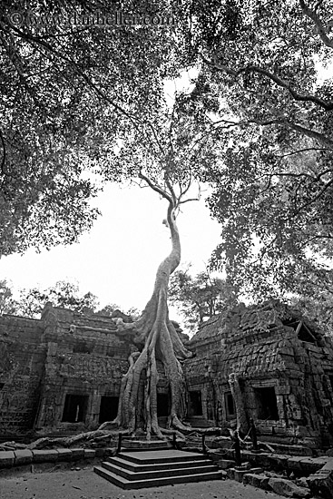 tree-roots-draping-wall-10-bw.jpg