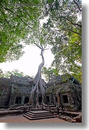 images/Asia/Cambodia/TaPromh/Roots/tree-roots-draping-wall-10.jpg