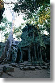 images/Asia/Cambodia/TaPromh/Roots/tree-roots-draping-wall-12.jpg