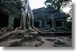 images/Asia/Cambodia/TaPromh/Roots/tree-roots-draping-wall-13.jpg